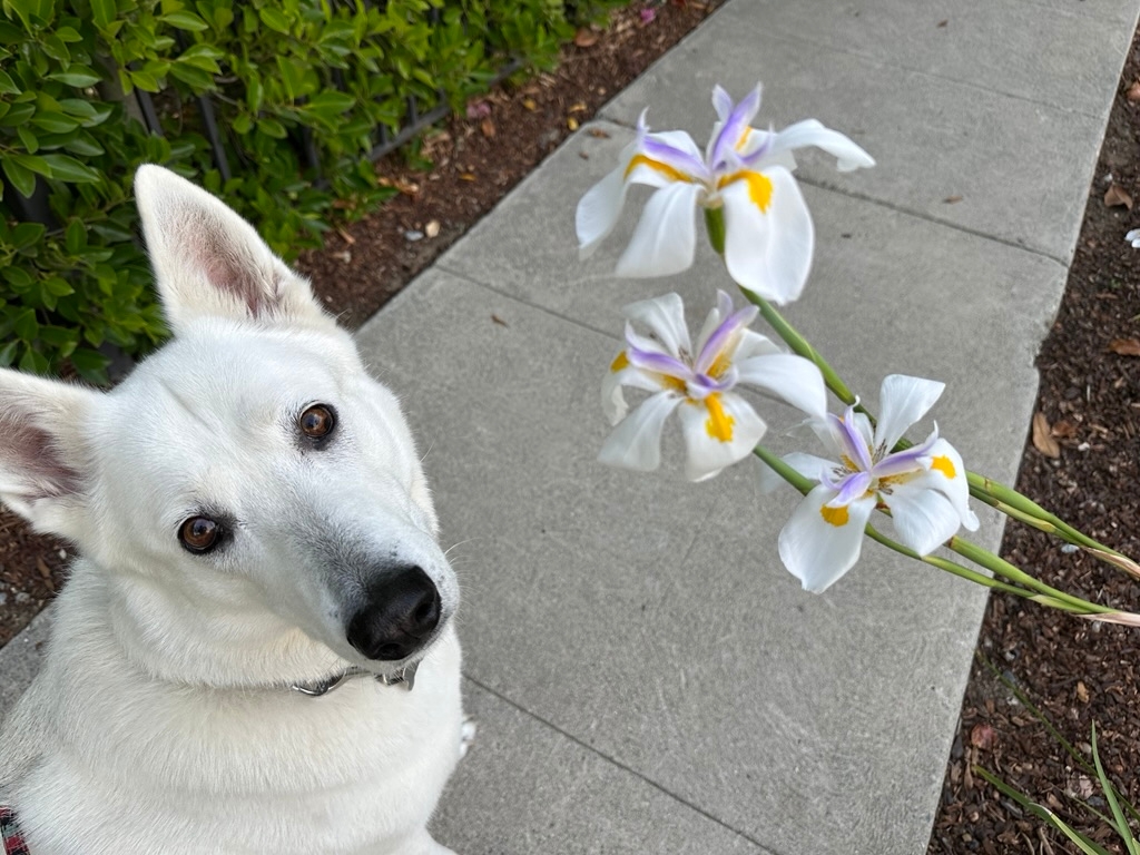 Animal Photo